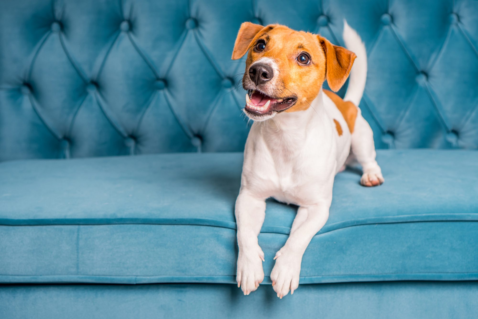 Happy puppy sitting on tufted couch in apartment home